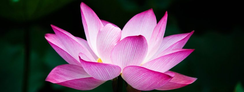 Close up photo of a lotus flower